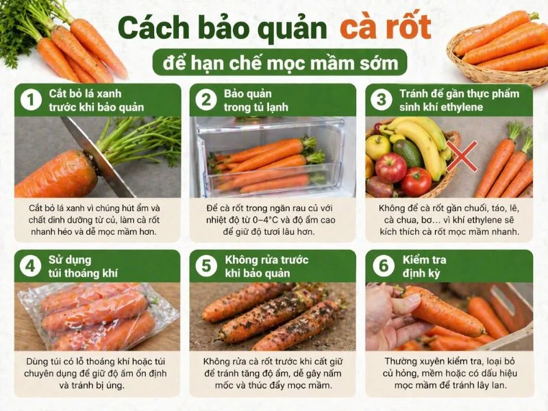 Cà rốt để lâu mọc mầm Ăn hay bỏ tốt hơn-4.webp